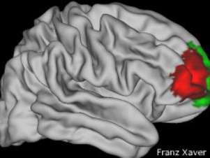 En esta imagen se puede ver, marcada con el color rojo oscuro, la zona del lóbulo frontal identificada por los científicos. Foto: BBC Mundo