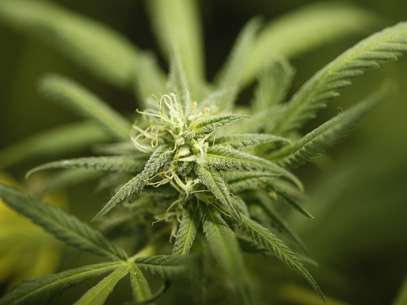 Could cannabis curb seizures