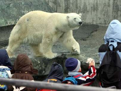 Imagen del oso captada en febrero de 2008 Foto: AP/Archivo
