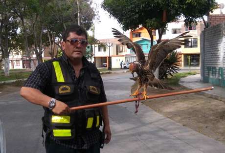 El ave fue trasladada al Parque de las Leyendas Foto: Municipalidad de Bellavista