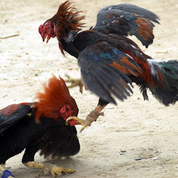 Ny 3000 Birds Rescued In Cockfighting Bust 