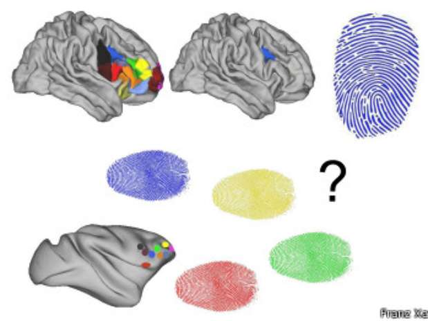 Imagen gráfica de las zonas del cerebro comparadas entre humanos y monos. Foto: BBC Mundo