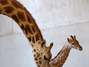Zoo australiano divulga fotos de bebê girafa com horas de vida Zoo australiano divulga fotos de bebê girafa com horas de vida